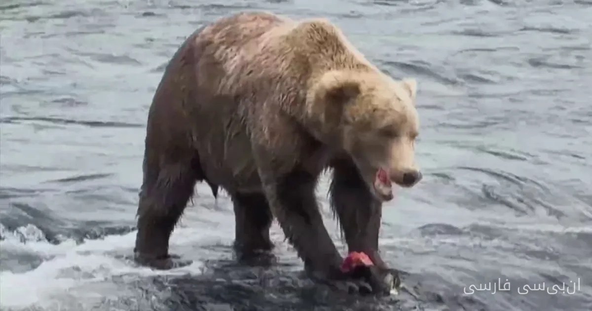 Die Woche des fetten Bären kehrt mit Internetabstimmung in Alaska zurück