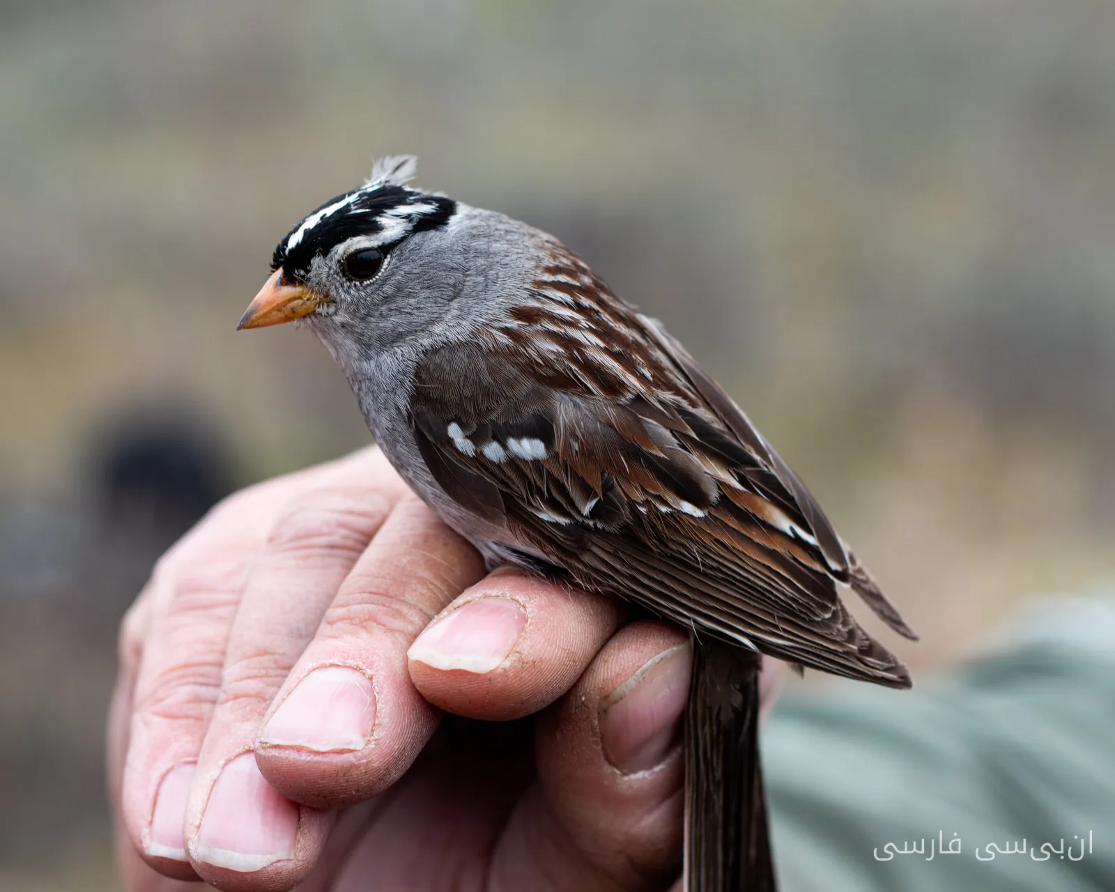 Environmental Changes in the Arctic: Can Ecosystems Adapt?